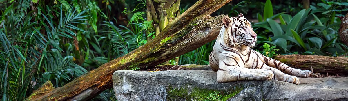 Útikalauz a Szingapúri Állatkerthez – Családi kikapcsolódás és programok