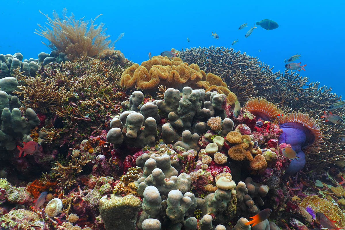 Nusa Lembongan-Bali underwater world