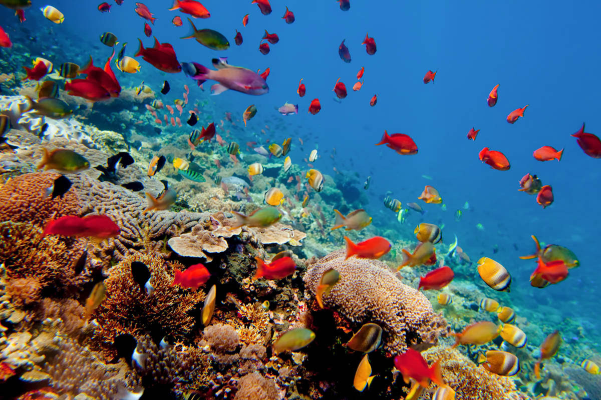 Nusa Lembongan-colorful corals
