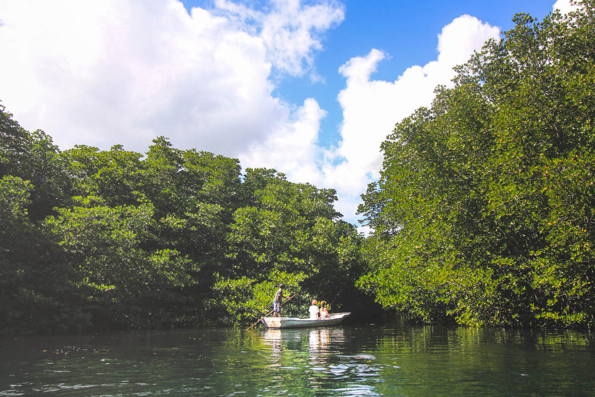 Nusa Lembongan-mangroves