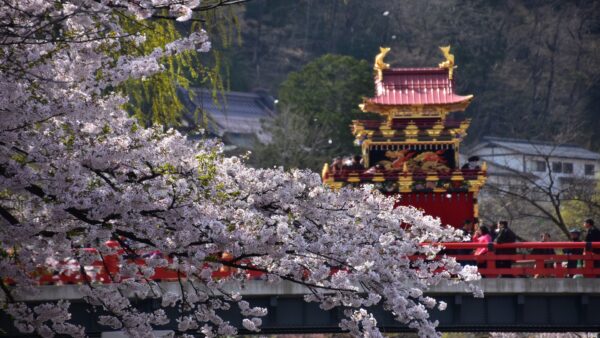 大阪のサクラ・スプレンダー：花びらに彩られた旅