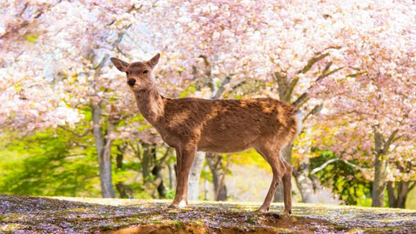Bunga Ceri di Nara: Perjalanan Musim Bunga Yang Tidak Dapat Dilupakan